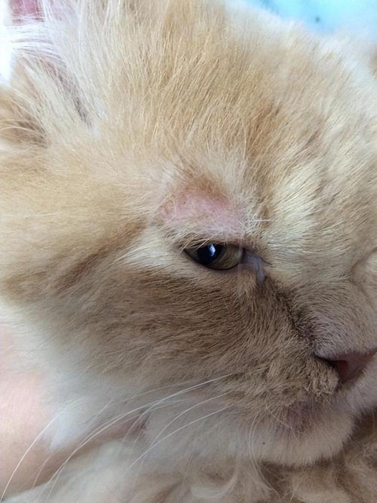 猫得猫癣了怎么办？去宠物医院是不是很贵？(图2)