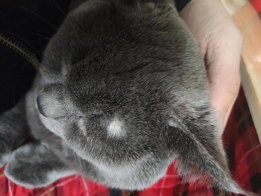 猫得猫癣了怎么办？去宠物医院是不是很贵？(图3)