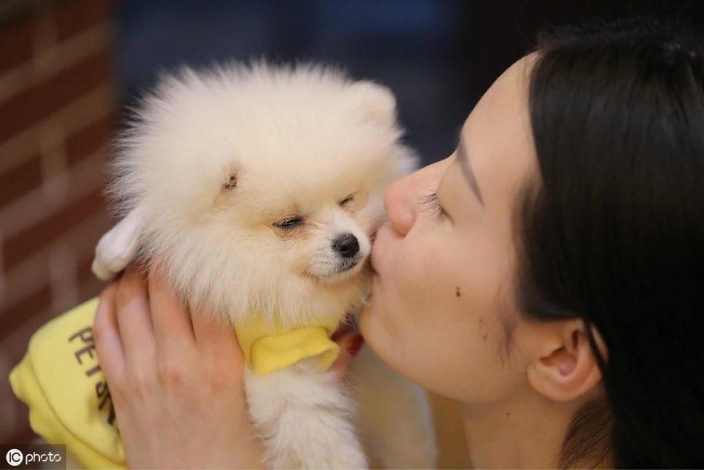 博美犬价格多少钱一只？影响价格的因素有6个（博美犬大概价钱）(图1)
