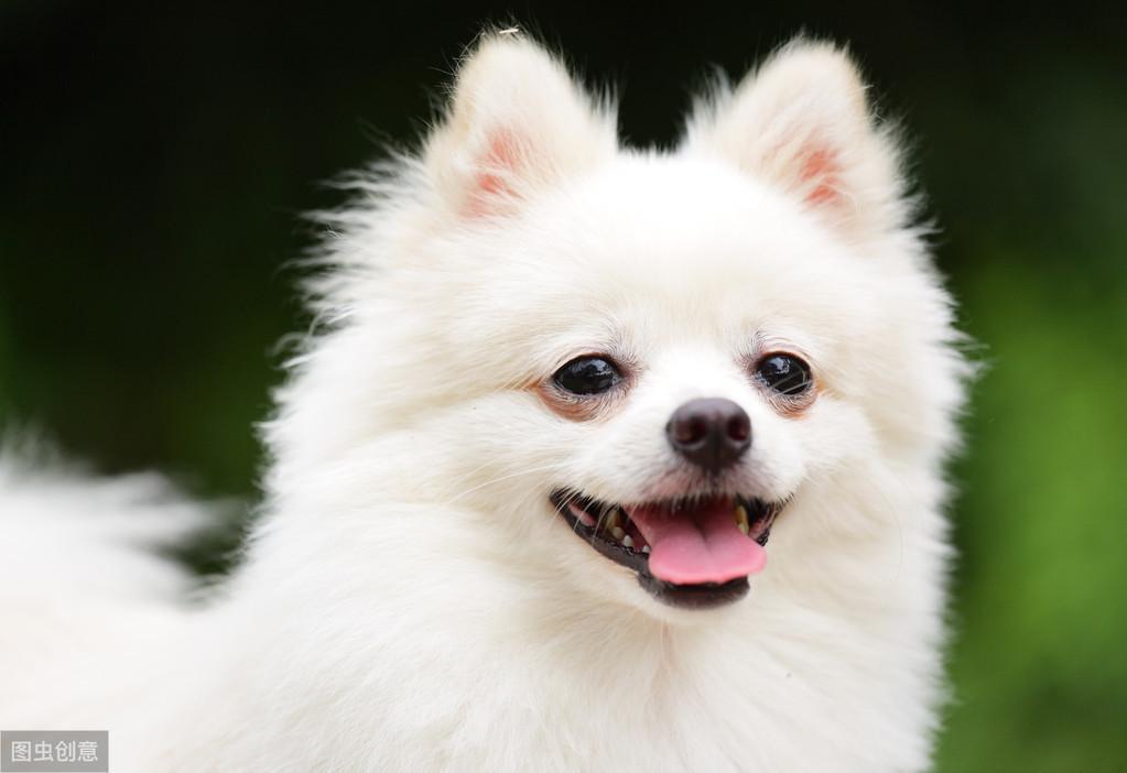 博美犬价格多少钱一只？影响价格的因素有6个（博美犬大概价钱）(图3)