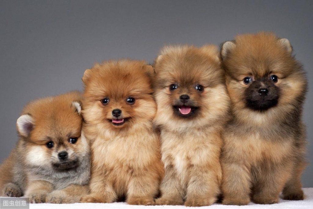 博美犬价格多少钱一只？影响价格的因素有6个（博美犬大概价钱）(图4)