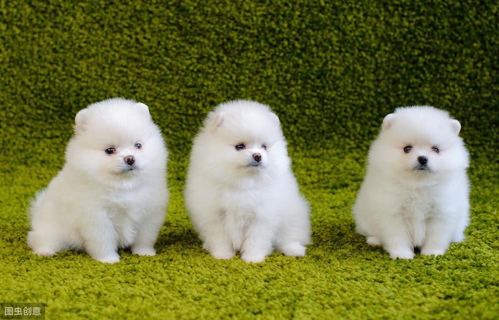 博美犬价格多少钱一只？影响价格的因素有6个（博美犬大概价钱）(图5)