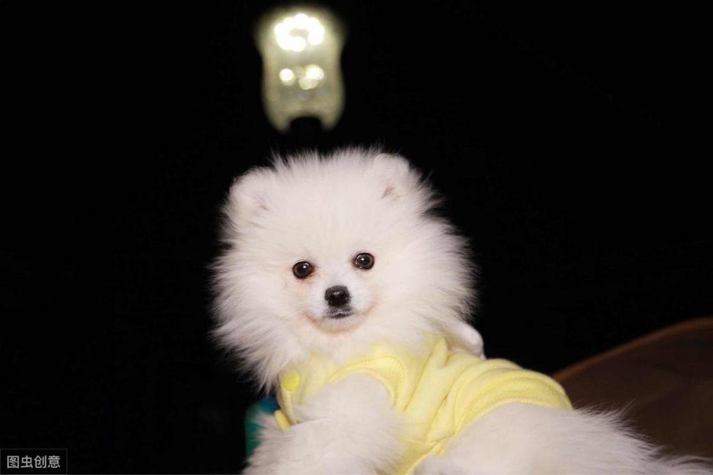 博美犬价格多少钱一只？影响价格的因素有6个（博美犬大概价钱）(图6)