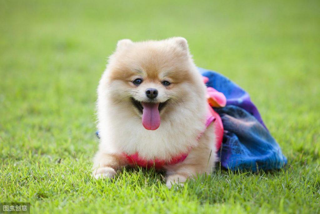 博美犬价格多少钱一只？影响价格的因素有6个（博美犬大概价钱）(图7)