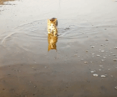 一只喜欢赶海的小脑斧，渔民家的喵，猫：jiojio都是水，要甩一甩(图1)