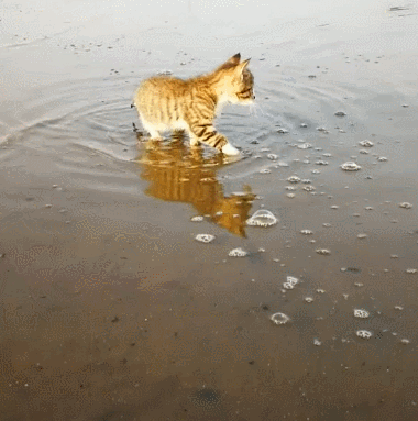 一只喜欢赶海的小脑斧，渔民家的喵，猫：jiojio都是水，要甩一甩(图2)