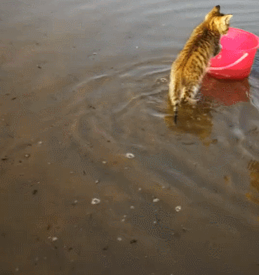 一只喜欢赶海的小脑斧，渔民家的喵，猫：jiojio都是水，要甩一甩(图3)