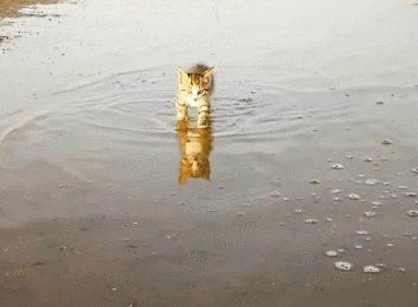 一只喜欢赶海的小脑斧，渔民家的喵，猫：jiojio都是水，要甩一甩(图4)