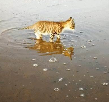 一只喜欢赶海的小脑斧，渔民家的喵，猫：jiojio都是水，要甩一甩(图5)