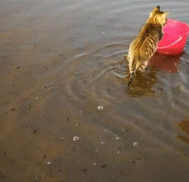 一只喜欢赶海的小脑斧，渔民家的喵，猫：jiojio都是水，要甩一甩(图6)