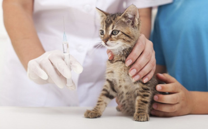 宠物猫咪做绝育手术的市场价格是多少？应该在几岁做才合适？(图1)