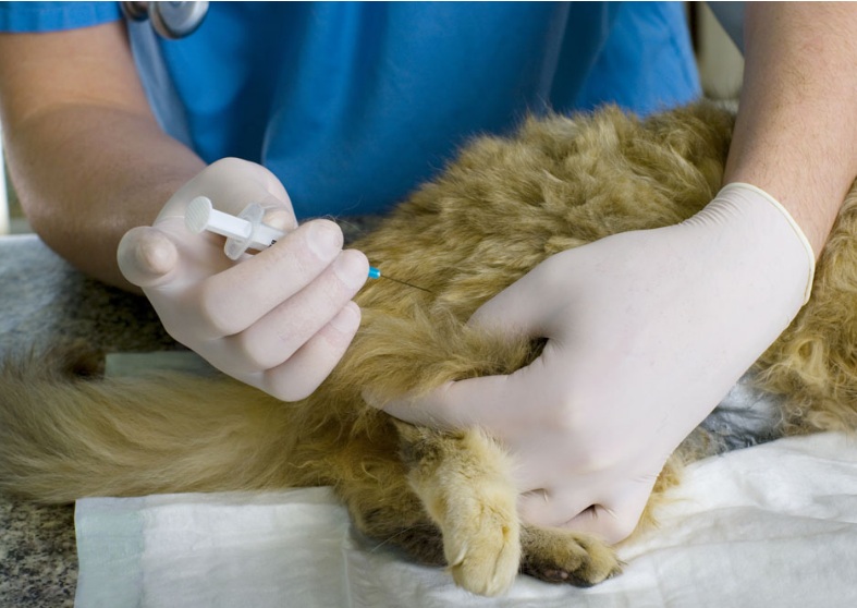 宠物猫咪做绝育手术的市场价格是多少？应该在几岁做才合适？(图2)