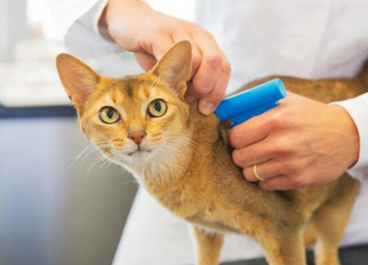 宠物猫咪做绝育手术的市场价格是多少？应该在几岁做才合适？(图3)