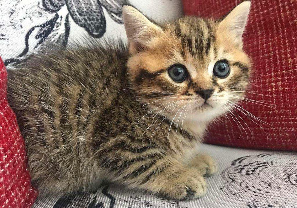 猫毛那么厚，猫咪还会怕冷吗？(图1)