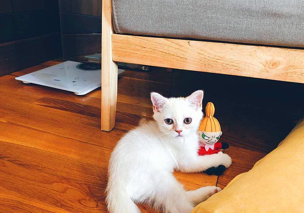 猫毛那么厚，猫咪还会怕冷吗？(图6)