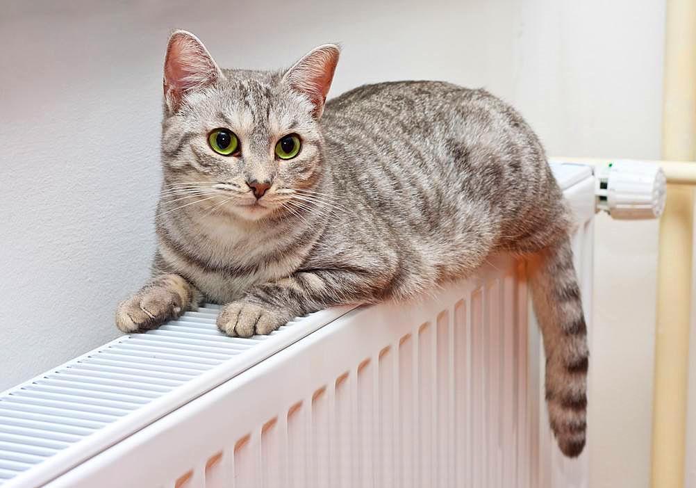 猫毛那么厚，猫咪还会怕冷吗？(图7)