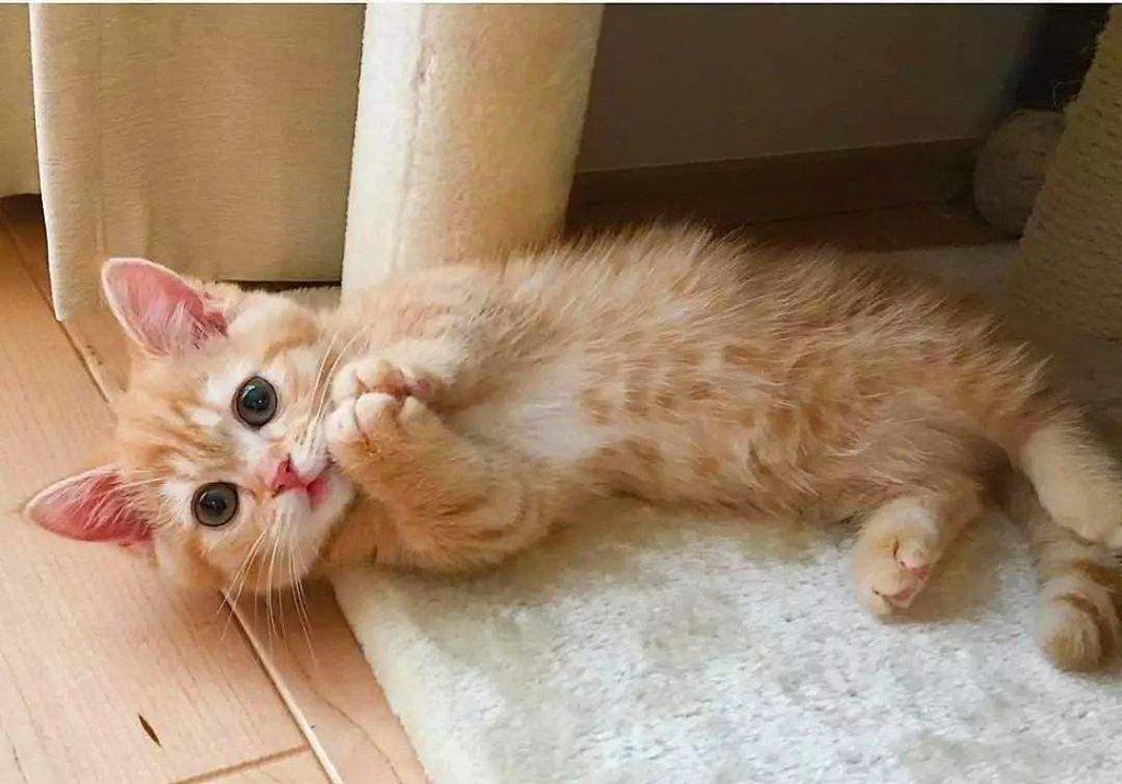 猫毛那么厚，猫咪还会怕冷吗？(图2)