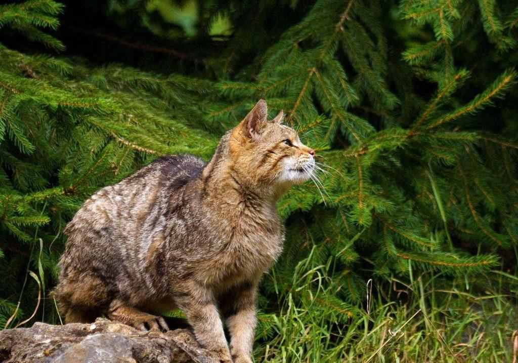 猫毛那么厚，猫咪还会怕冷吗？(图3)