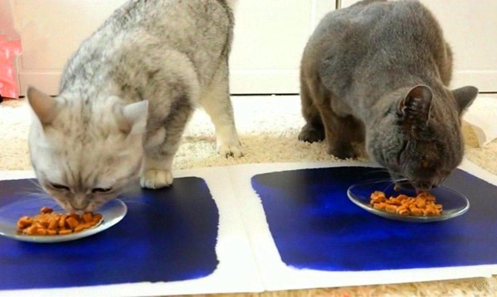 猫毛那么厚，猫咪还会怕冷吗？(图4)