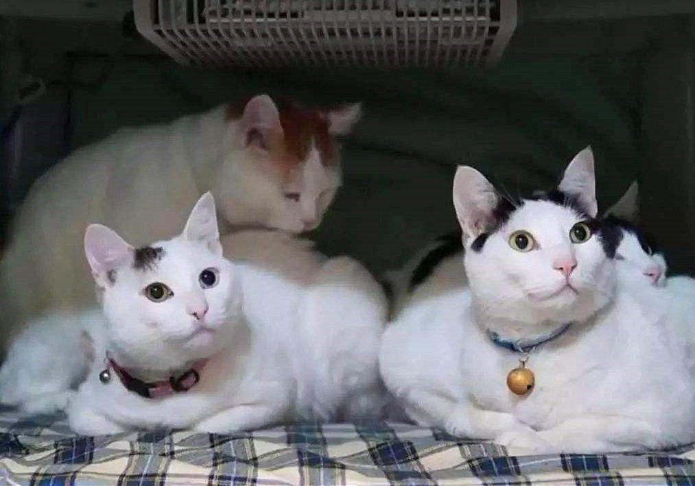 猫毛那么厚，猫咪还会怕冷吗？(图8)