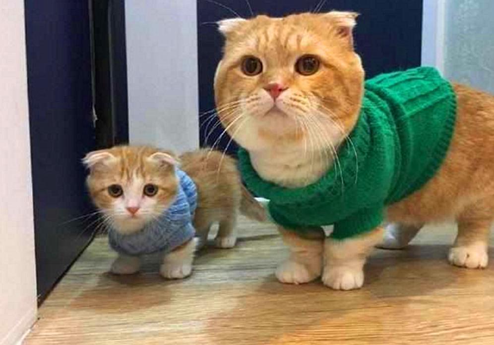 猫毛那么厚，猫咪还会怕冷吗？(图10)