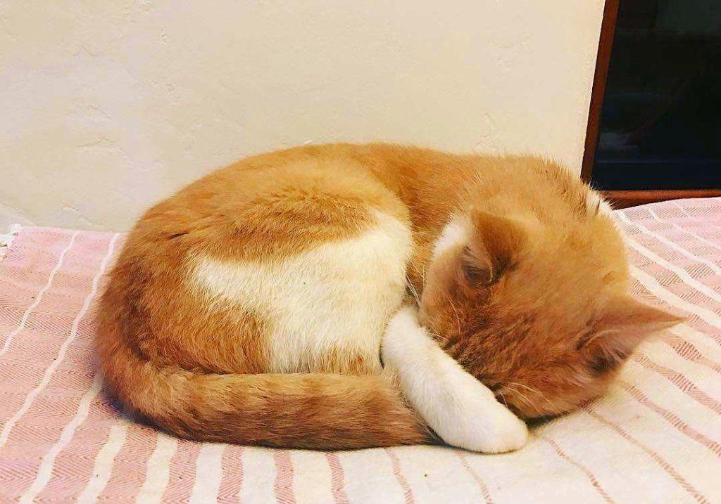 猫毛那么厚，猫咪还会怕冷吗？(图9)