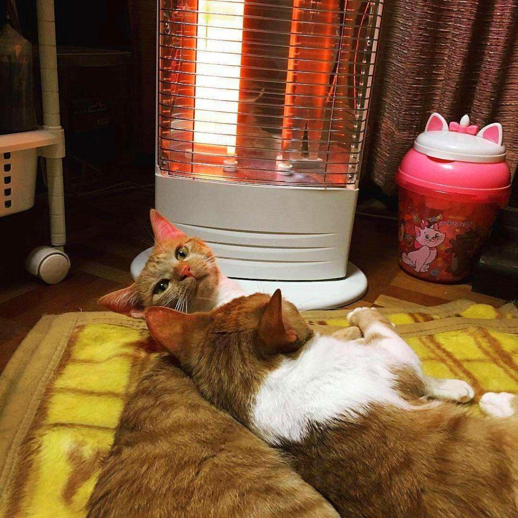 猫毛那么厚，猫咪还会怕冷吗？(图12)