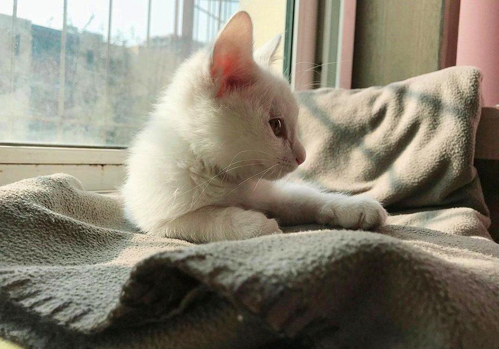 猫毛那么厚，猫咪还会怕冷吗？(图13)