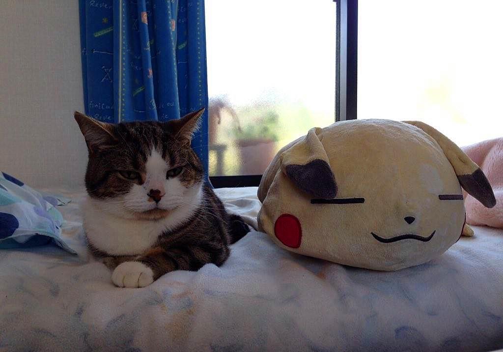 猫毛那么厚，猫咪还会怕冷吗？(图15)