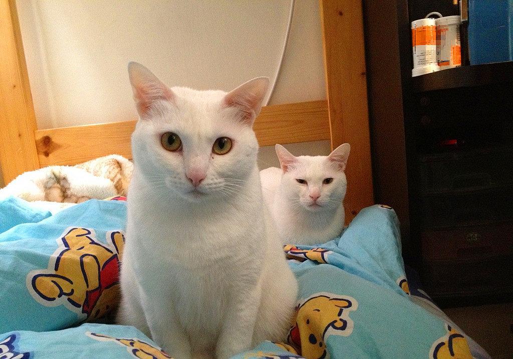 猫毛那么厚，猫咪还会怕冷吗？(图14)