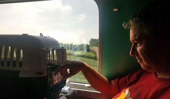 失踪8年英国猫 漂洋过海竟在法国被人捡到(图2)