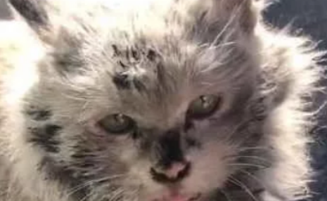 爬山途中遇到一只流浪猫，浑身脏成灰色，剃毛后才发现是只大白猫(图1)