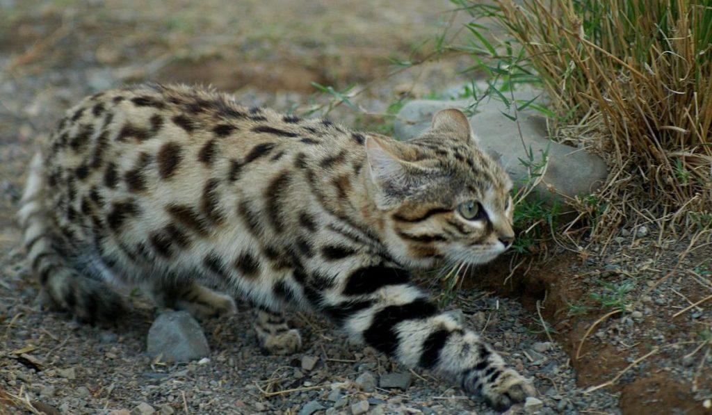 猫科动物里的“杀戮之王”，为何是不足2公斤的黑足猫？(图5)