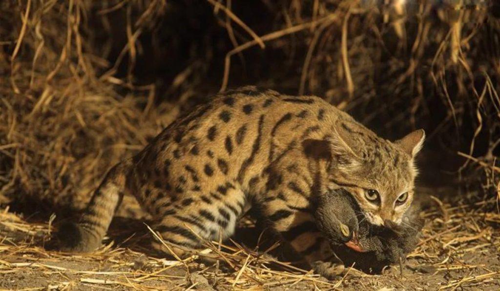 猫科动物里的“杀戮之王”，为何是不足2公斤的黑足猫？(图8)