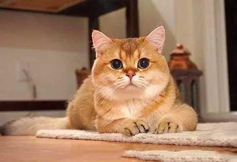 金渐层比银渐层贵的原因？4点原因告诉你真相(图1)