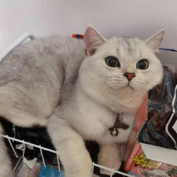 金渐层比银渐层贵的原因？4点原因告诉你真相(图3)