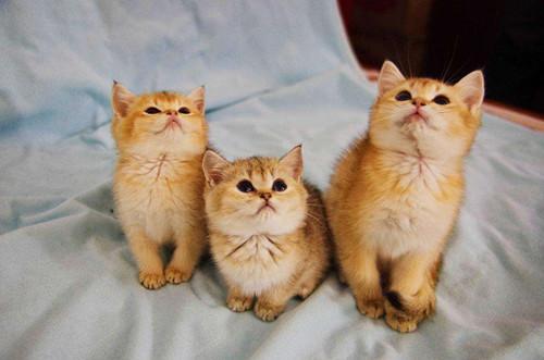 金渐层比银渐层贵的原因？4点原因告诉你真相(图2)