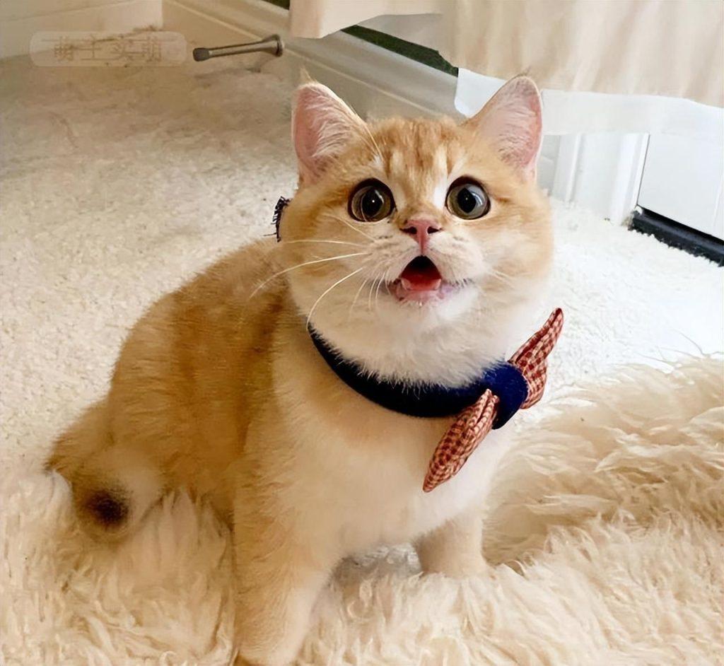 金渐层比银渐层贵的原因？4点原因告诉你真相(图5)