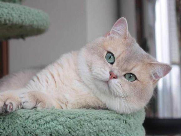 金渐层比银渐层贵的原因？4点原因告诉你真相(图7)