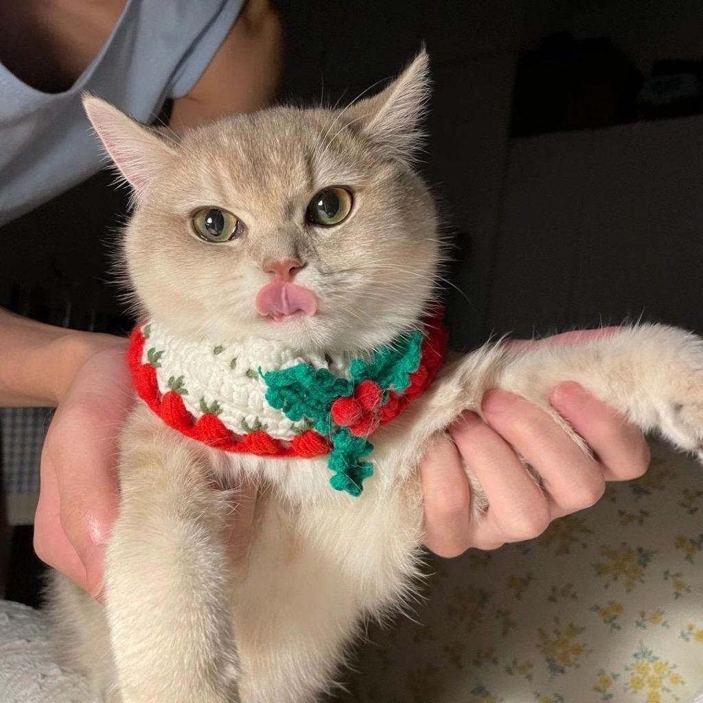 金渐层比银渐层贵的原因？4点原因告诉你真相(图8)