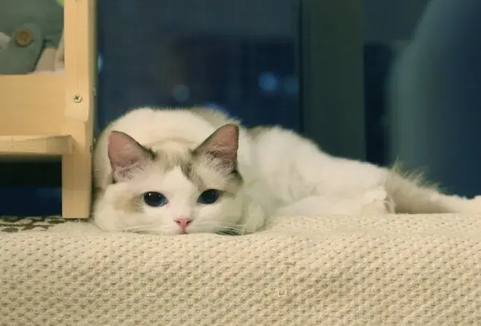 猫咪每天正常的饮水量是多少呢？猫咪不爱喝水的原因有哪些？(图7)