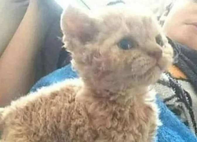 养了一只猫越长越奇怪，2个月后却怀疑它的身世了：你爹是谁啊？(图1)