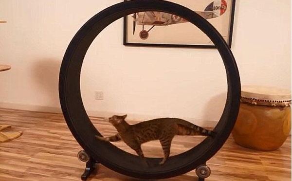 美国男子发明“小猫转轮” 帮家猫减肥塑身(图1)