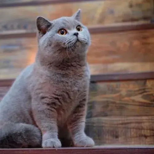 完全成年猫咪三天要吃的量猫粮？要分开吃吗？(图2)