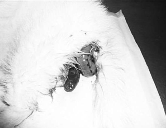 狗直肠脱出后宠物主人不要慌 用这些办法处理后 带狗狗去医院治疗啊（狗直肠自动脱落缝完后肯定会破入）(图3)