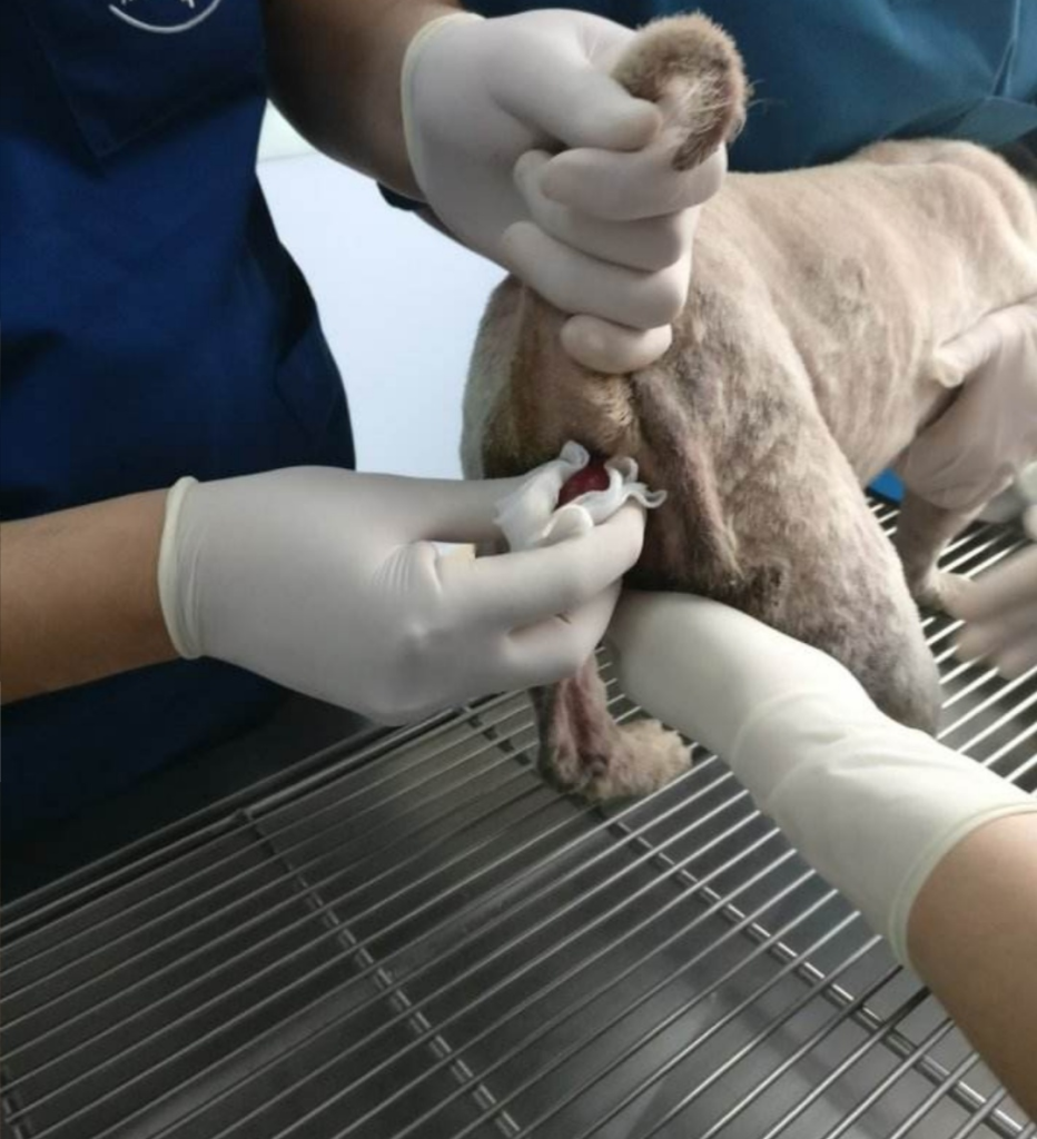 狗直肠脱出后宠物主人不要慌 用这些办法处理后 带狗狗去医院治疗啊（狗直肠自动脱落缝完后肯定会破入）(图4)