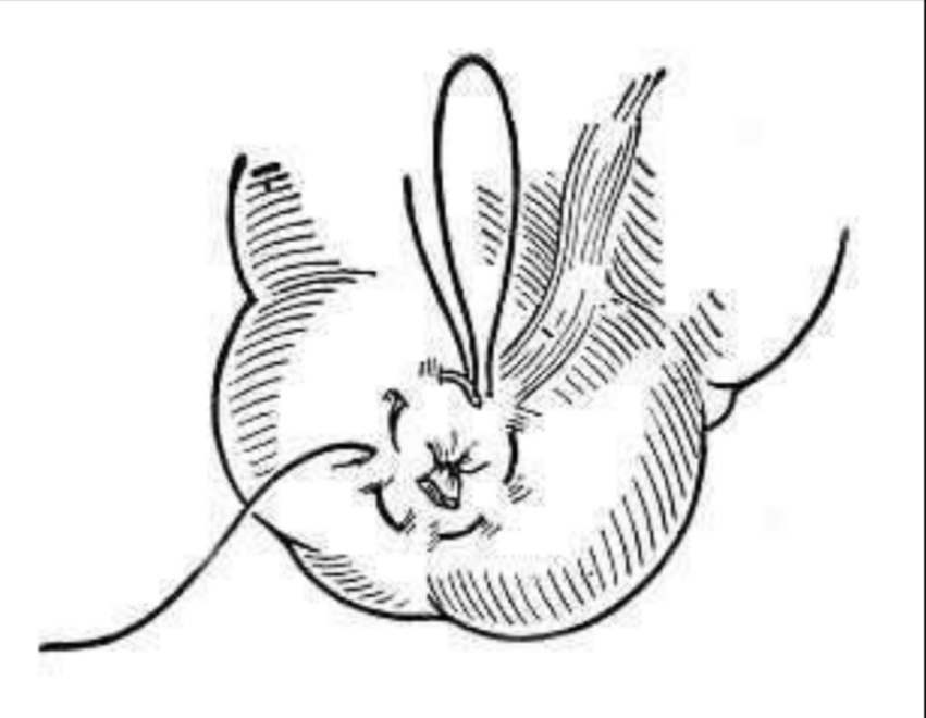 狗直肠脱出后宠物主人不要慌 用这些办法处理后 带狗狗去医院治疗啊（狗直肠自动脱落缝完后肯定会破入）(图5)