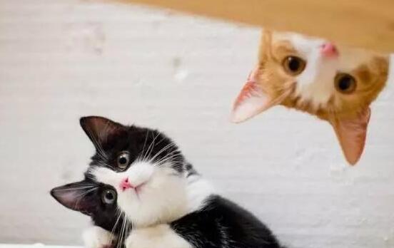 家里的猫喜不很喜欢你,从这几个动作就明白,猫一直都都在默默无语很喜欢你(图2)