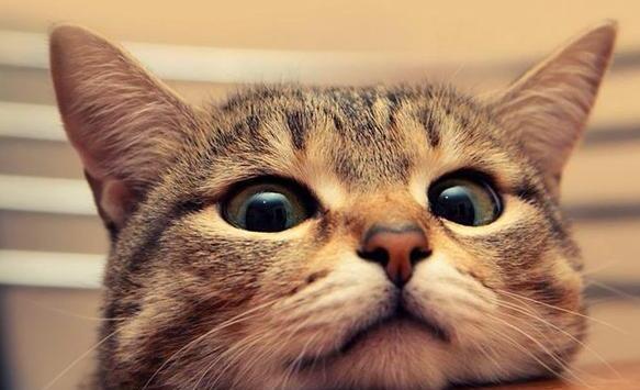 家里的猫喜不很喜欢你,从这几个动作就明白,猫一直都都在默默无语很喜欢你(图3)