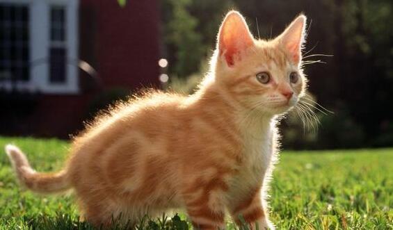 家里的猫喜不很喜欢你,从这几个动作就明白,猫一直都都在默默无语很喜欢你(图1)